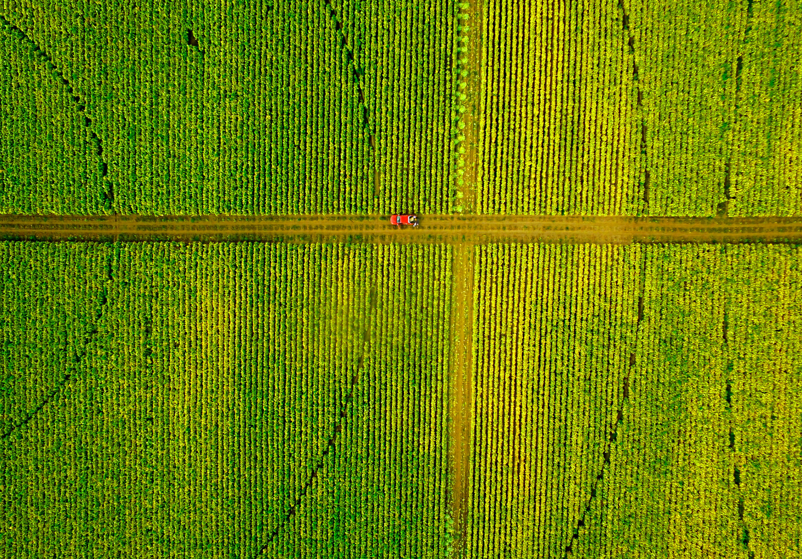Logo dronico uso de drones en agricultura